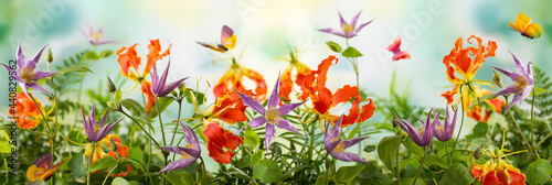 Beautiful orange and violet flowers  butterflies in summer garden. Clematis and Gloriosa flowers. Summer floral concept. Banner.
