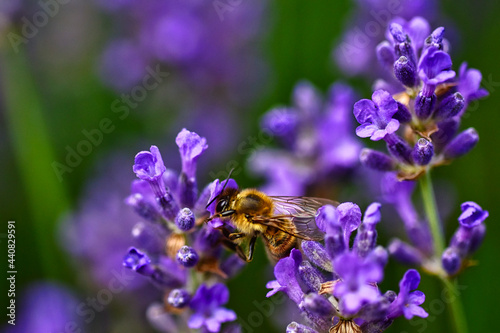 Biene beim Nektar sammeln am Lavendel © fred