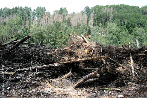 Holzstapel mit trockenem Holz im Wald bei großer Hitze im Sommer mit Waldbrandgefahr und abgestorbene Bäume im Hintergrund - Stockfoto