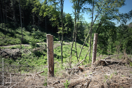 Trockenes Holz im Wald bei großer Hitze im Sommer mit Waldbrandgefahr - Stockfoto