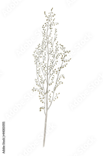 Watercolor illustration of a dry wild flower  herbarium. Element dry branch on a white background  suitable for the design of fabric  paper  scrapbooking  scotch tape  packaging  postcards.
