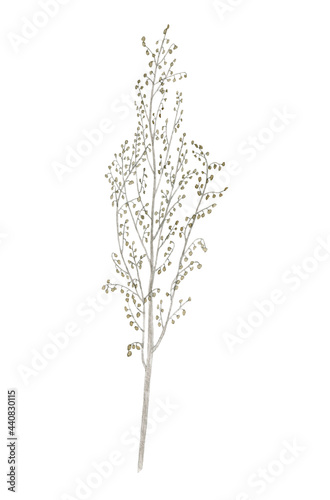 Watercolor illustration of a dry wild flower, herbarium. Element dry branch on a white background, suitable for the design of fabric, paper, scrapbooking, scotch tape, packaging, postcards.