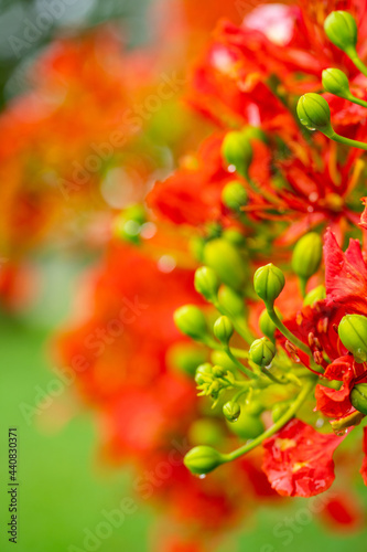 Royal Poinciana Tree closeup of buds