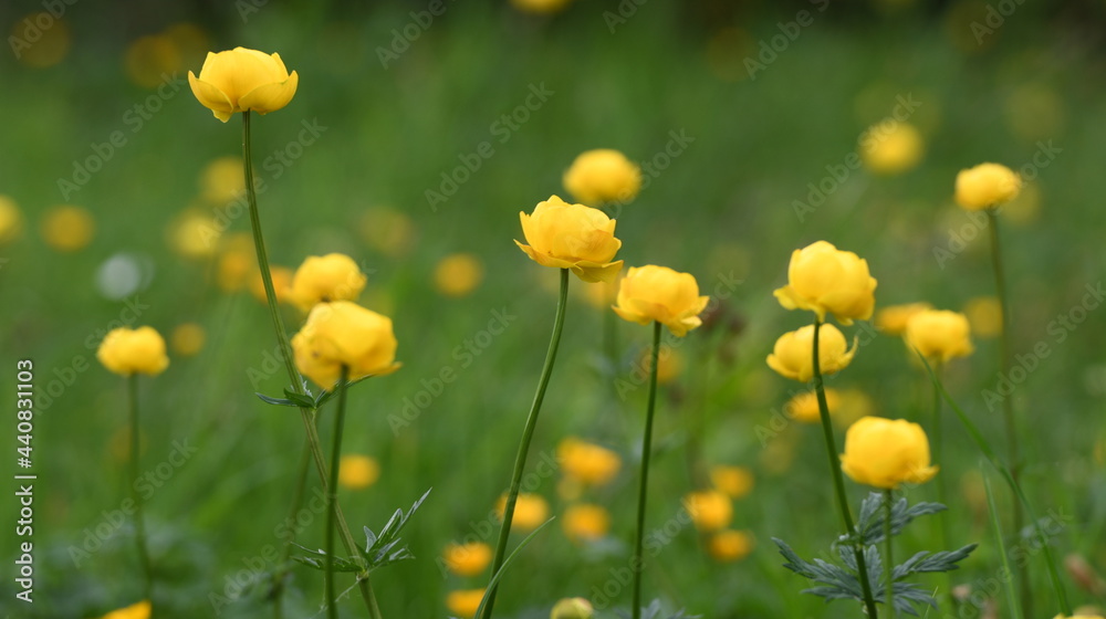 Obraz premium flore alpine