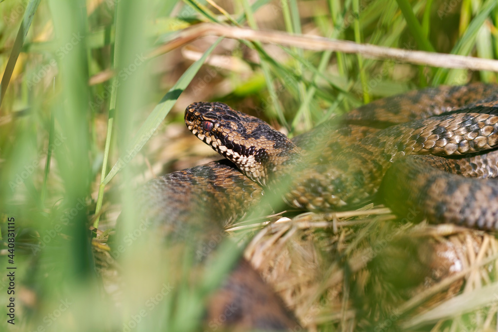 Vipère péliade Vipera berus en mode portrait en gors plan Vipère péliade Vipera berus en mode portrait en gors plan