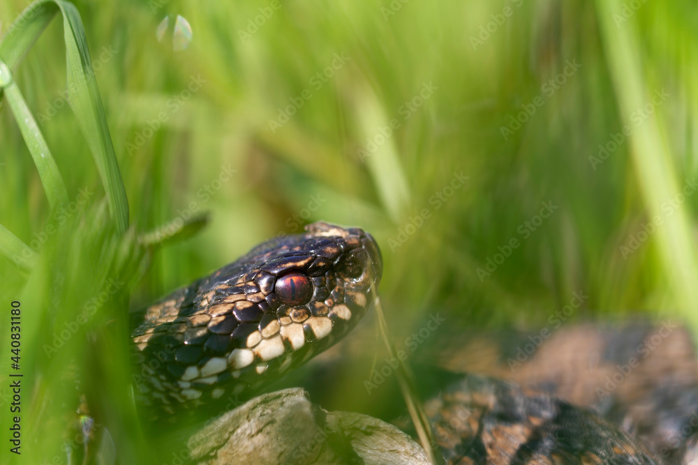 Vipère péliade Vipera berus en mode portrait en gors plan