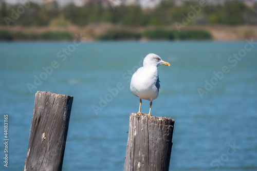 One seagull sits on a old sea pier. The European herring gull