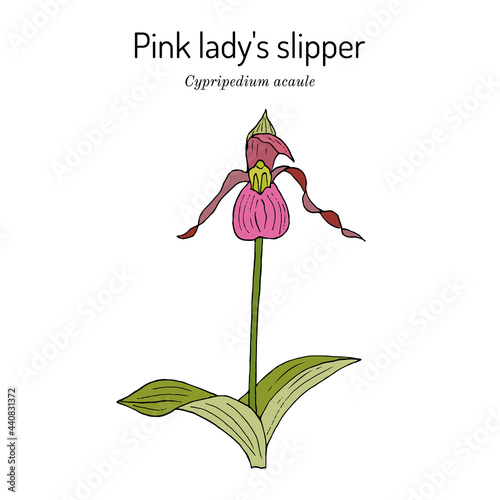 Pink or stemless ladys-slipper Cypripedium acaule , state wild flower of New Hampshire