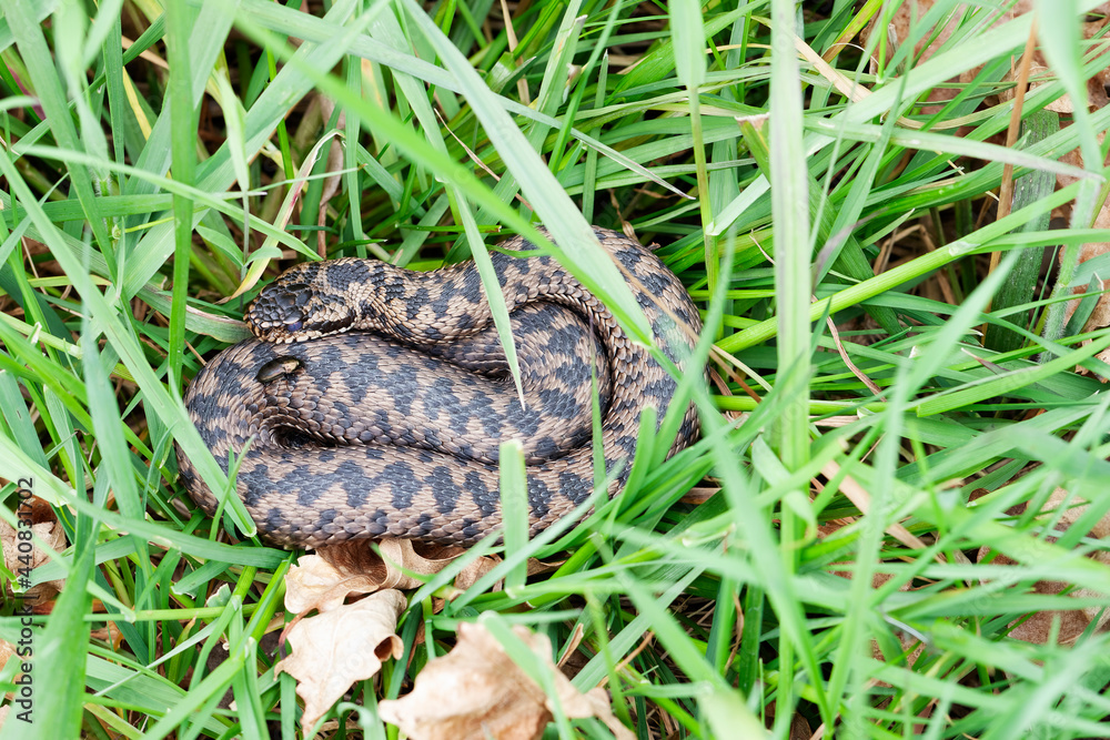 Fototapeta premium Vipère péliade Vipera berus en mode portrait en gors plan