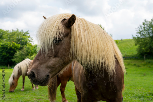 Horse Portrait with detailed body parts