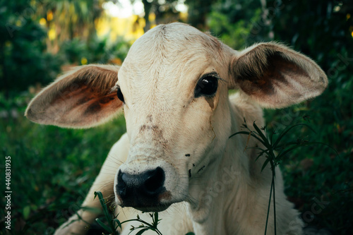 Photography Beautiful baby zebu a few months old lying in the grass