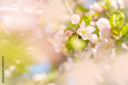 Sunny apple blossom during the spring season
