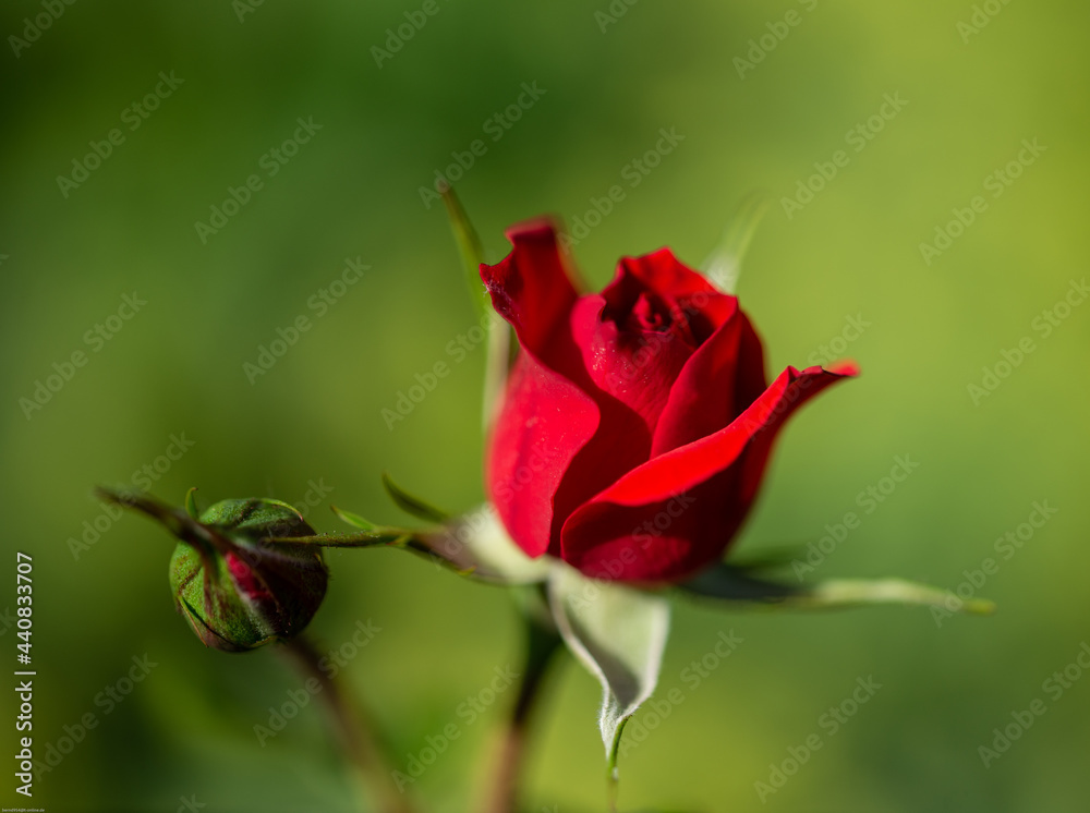 Fototapeta premium schöne Rote Rosenblüte und eine Knospe
