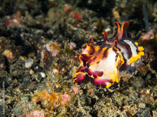 flamboyant cuttlefish - Prachtsepia