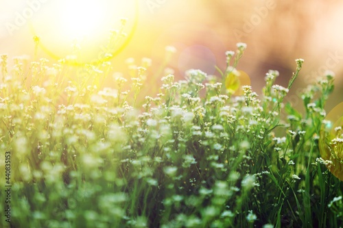 Fototapeta Naklejka Na Ścianę i Meble -  Wild flowers on a green sunny spring meadow.