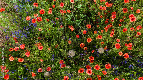 Many red wild flowers poppies.