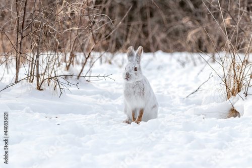 White snowshoe hare in the snow during a Canadian winter