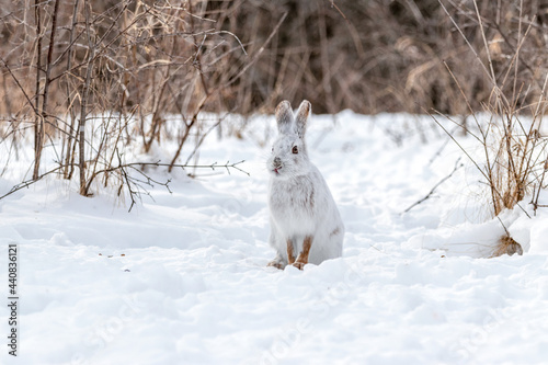 White snowshoe hare in the snow during a Canadian winter photo