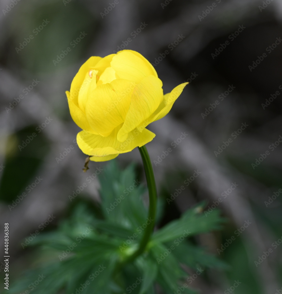 flore alpine flore alpine