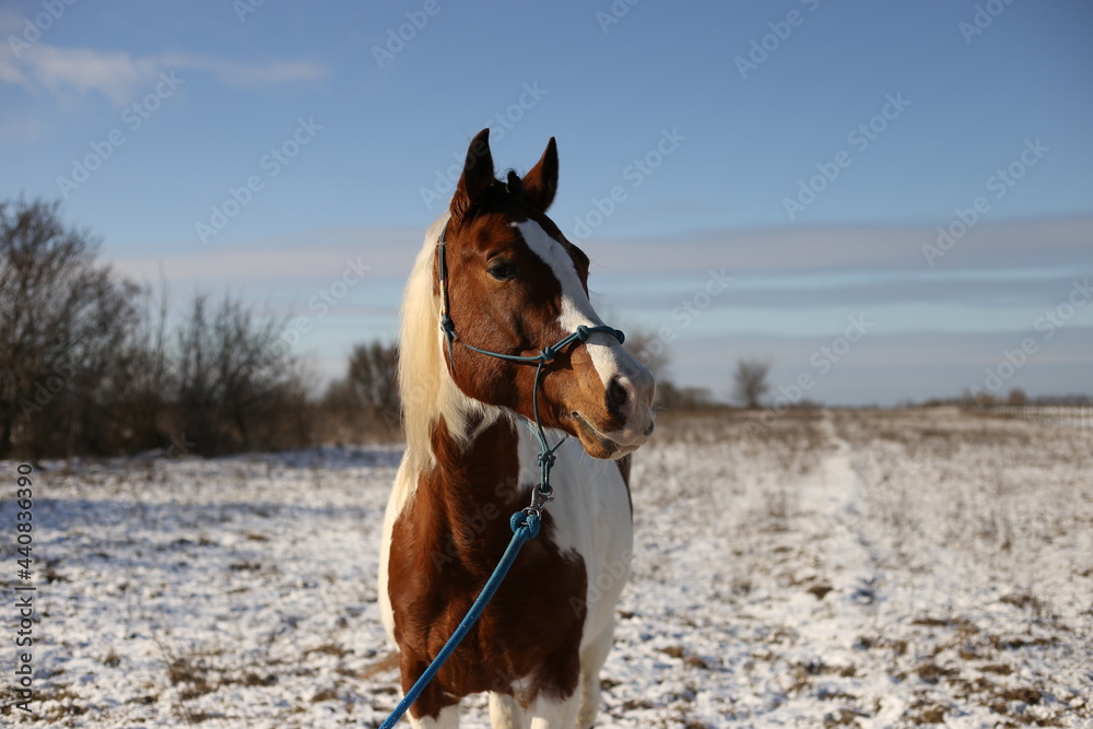 Pinto horse standing in a snow on a field Pinto horse standing in a snow on a field
