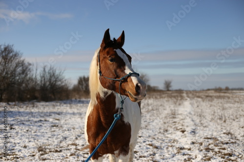 Pinto horse standing in a snow on a field
