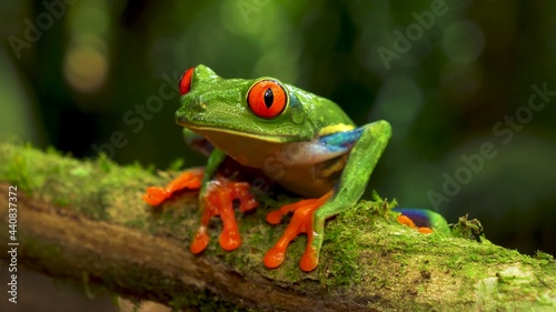 Red-eyed Tree Frog in its Natural Habitat in the Caribbean Rainforest beautiful colorful frog in wildlife © juliocesar