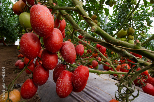 Tomates Maduros photo