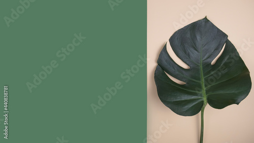 Tropical palm leaves. Top view, copy space