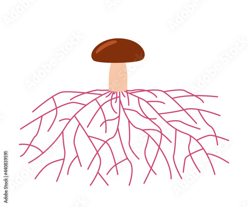 Mushroom life, growth mycelium from spore. Spore germination, mycelial expansion and formation hyphal knot. Vector illustration