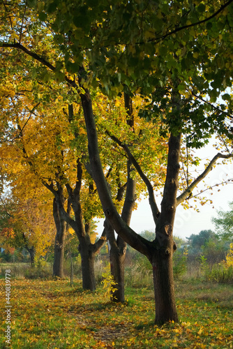 A row of field maple trees with multi colored foliage in the afternoon sunlight in October 