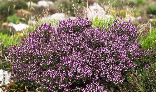 Common thyme, thymus vulgaris in the south of France