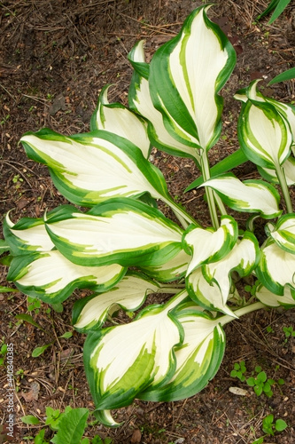 Hosta.White-green leaves of hosta. Gardening. Bush of hosta. Close up green leaves. Plants background. Summer plants and flowers. Vertical orientation