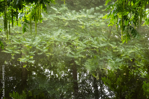 Trees are reflected in a smooth surface of water 