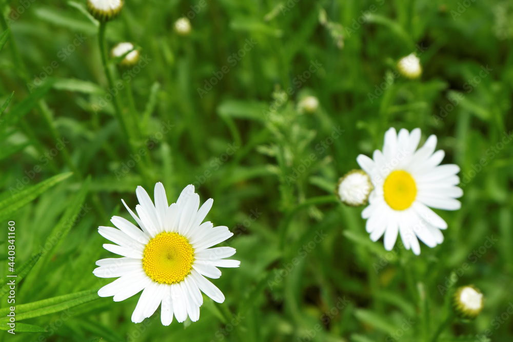 Delicate, bright chamomile flowers in a meadow under the sun. Delicate, bright chamomile flowers in a meadow under the sun.