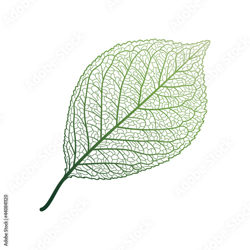 Leaf veins isolated. Vector illustration. EPS 10
