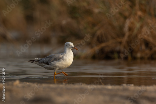 Slender-billed Gull wading in water