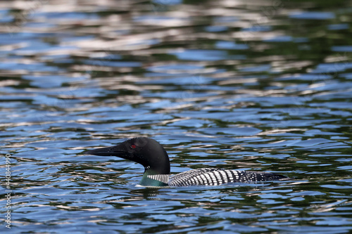 Loon in lake fishing and diving covered with water droplets
