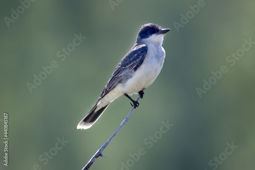 Eastern Kingbird on branch and taking off on summer day
