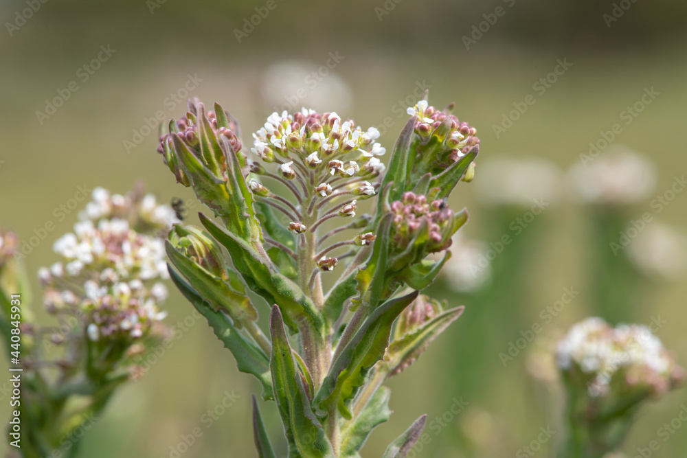 Close up of a field cress (lepidium campestre) plant in bloom Close up of a field cress (lepidium campestre) plant in bloom