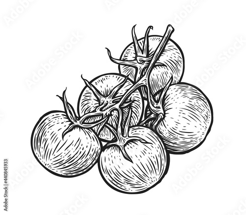 Tomatoes on branch. Hand drawn vegetables in sketch. Vector illustration