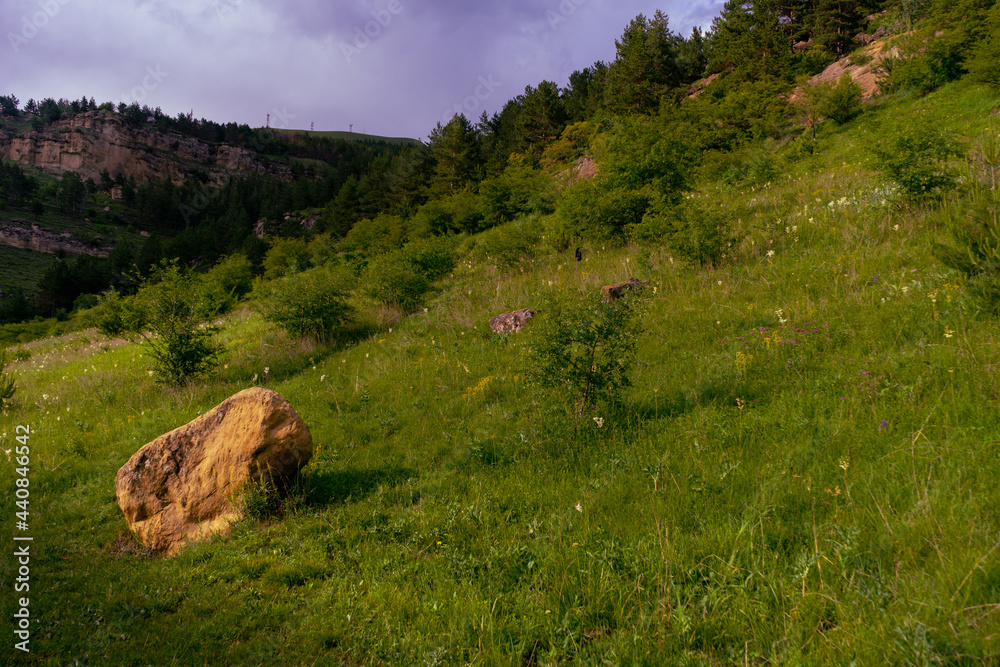 Obraz premium Hiking through the alpine meadows filled with abundant wildflowers.