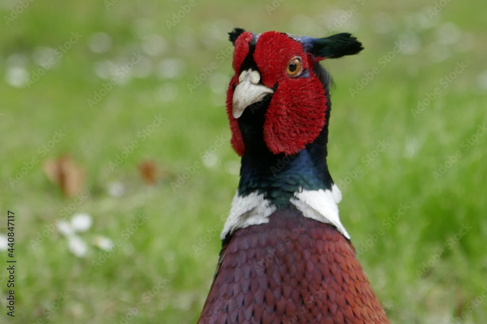 Naklejka premium Pheasant