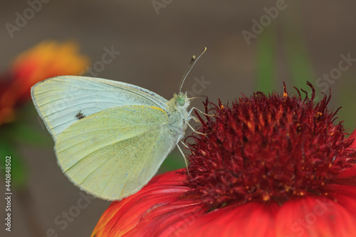 Photography portrait of a white with yellow butterfly close-up collects pollen from a red fl