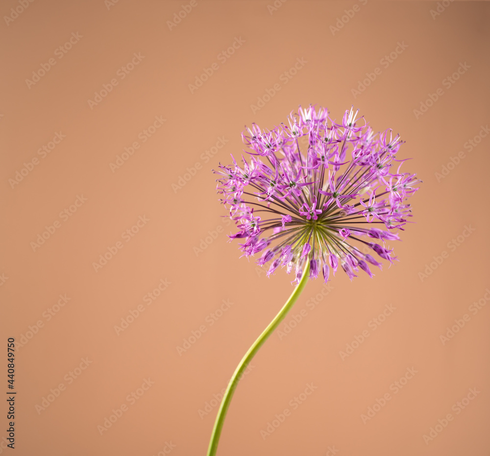 Beautiful allium flower against a sand color background. Allium or Giant onion decorative plant on a floral theme banner.