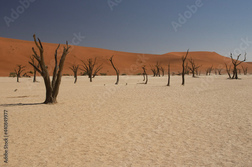 tree in a salt desert