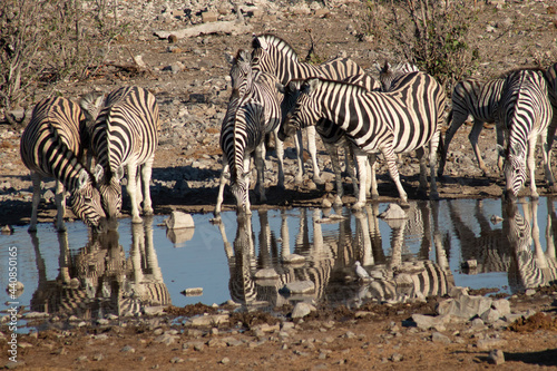 zebras in the waterhole