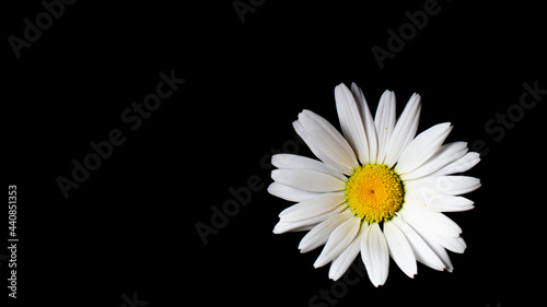 chamomile flowers  macro photo on tapete