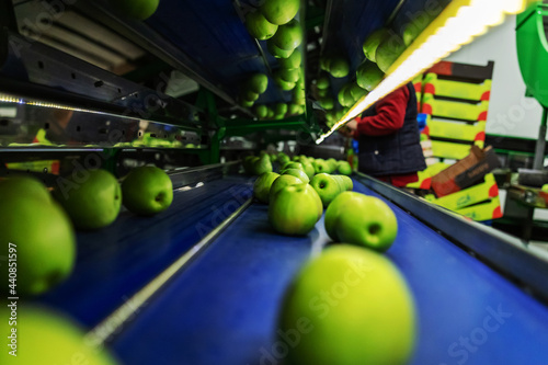 Natural organic fruit and vegetable industry. Green apple production in a fruit production and distribution factory. Worker\'s hands in the background, watching the sorting and selection of apples