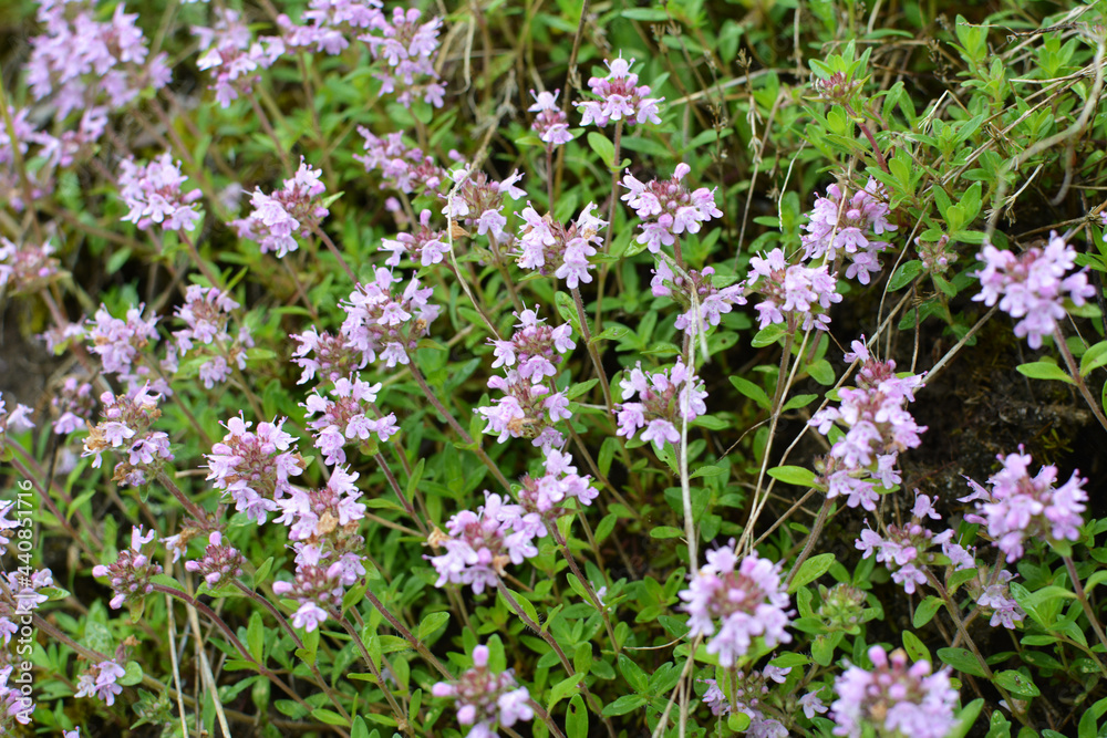 Thyme (Thymus serpyllum) blooms in nature