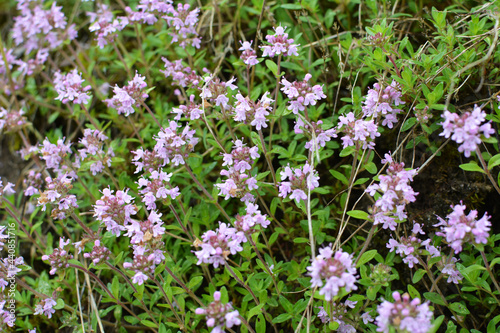 Thyme  Thymus serpyllum  blooms in nature